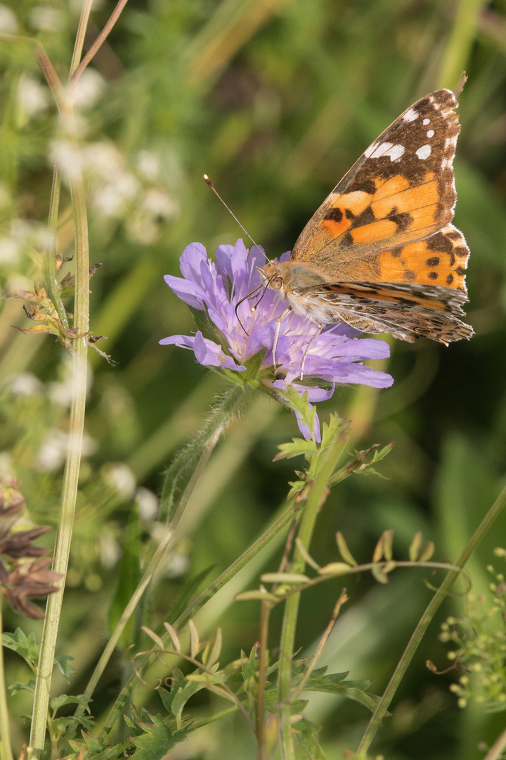 Distelfalter (Vanessa cardui) an Geißblattgewächs (Skabiose)