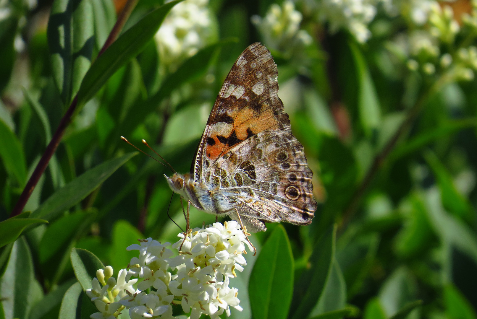 Distelfalter, Vanessa cardui, an Ligusterblüte