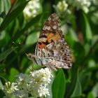 Distelfalter, Vanessa cardui, an Ligusterblüte