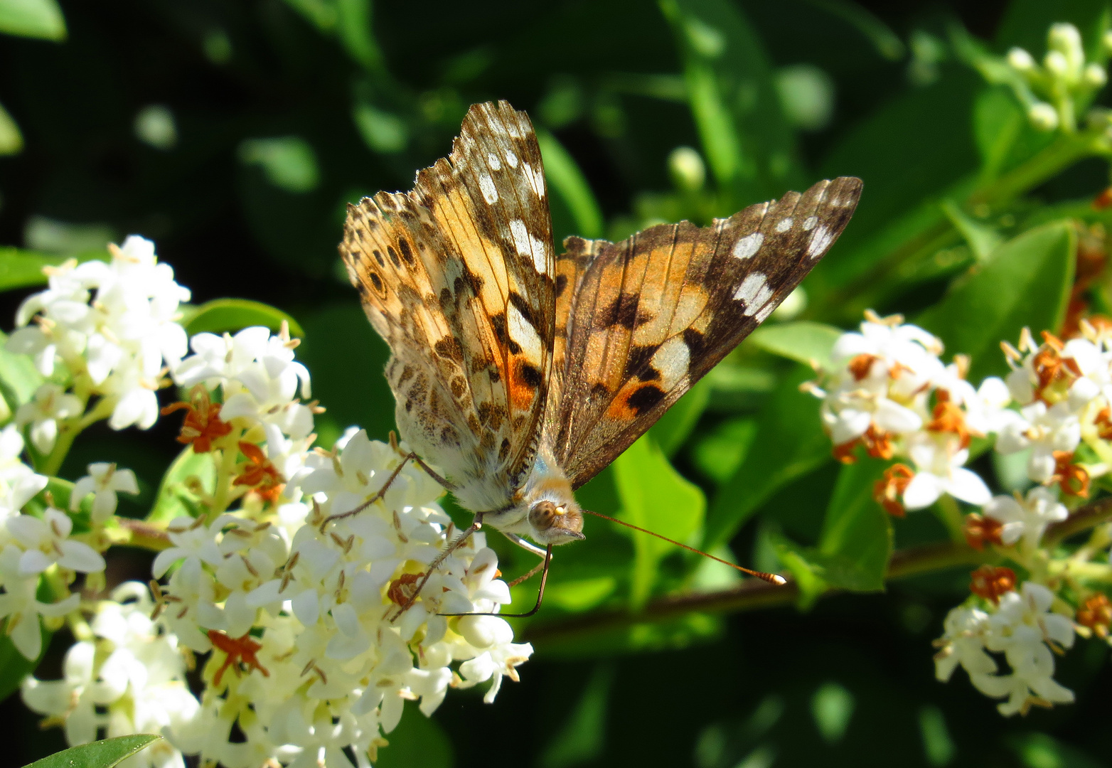 Distelfalter, Vanessa cardui, an Ligusterblüte