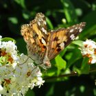 Distelfalter, Vanessa cardui, an Ligusterblüte