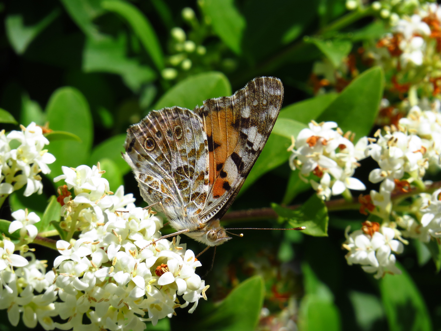 Distelfalter, Vanessa cardui, an Ligusterblüte