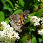 Distelfalter, Vanessa cardui, an Ligusterblüte