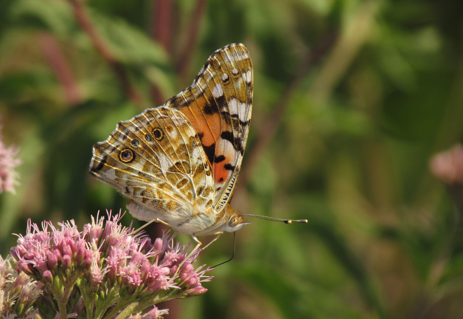 Distelfalter, Vanessa cardui, an Wasserdost Blüten