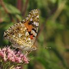 Distelfalter, Vanessa cardui, an Wasserdost Blüten