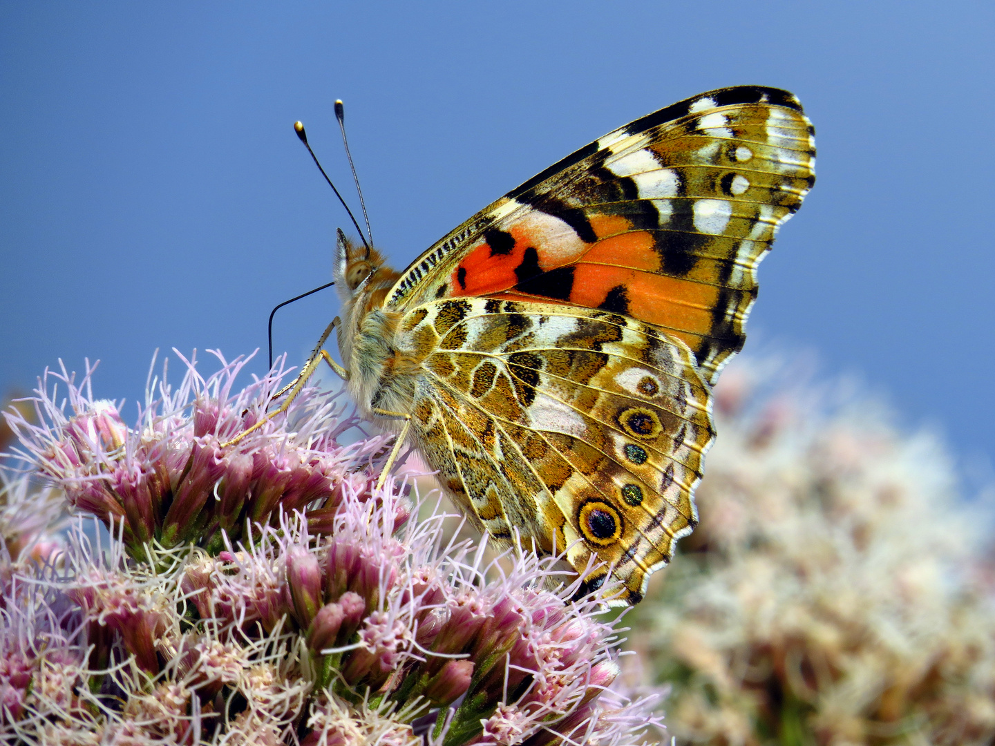 Distelfalter, Vanessa cardui, an Wasserdost Blüten