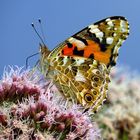 Distelfalter, Vanessa cardui, an Wasserdost Blüten