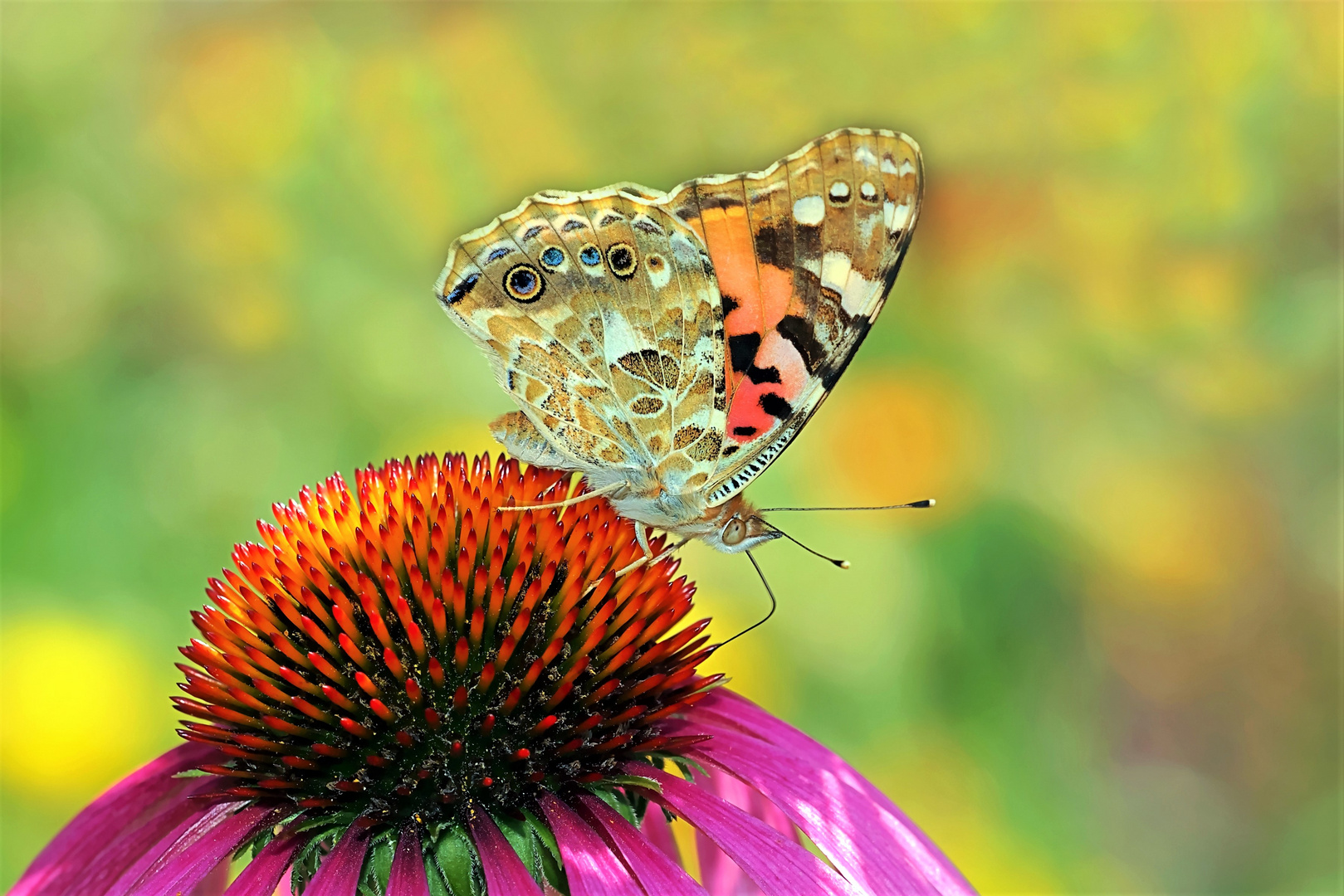 Distelfalter - Vanessa cardui auf Echinacea purpurea