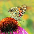 Distelfalter - Vanessa cardui auf Echinacea purpurea