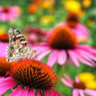 Distelfalter - Vanessa cardui auf Echinacea purpurea