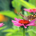 Distelfalter - Vanessa cardui auf Echinacea purpurea