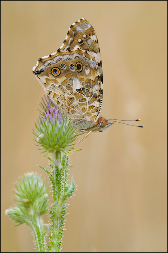 Distelfalter (Vanessa cardui) auf einer Diestel