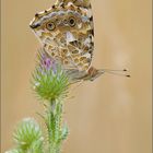 Distelfalter (Vanessa cardui) auf einer Diestel