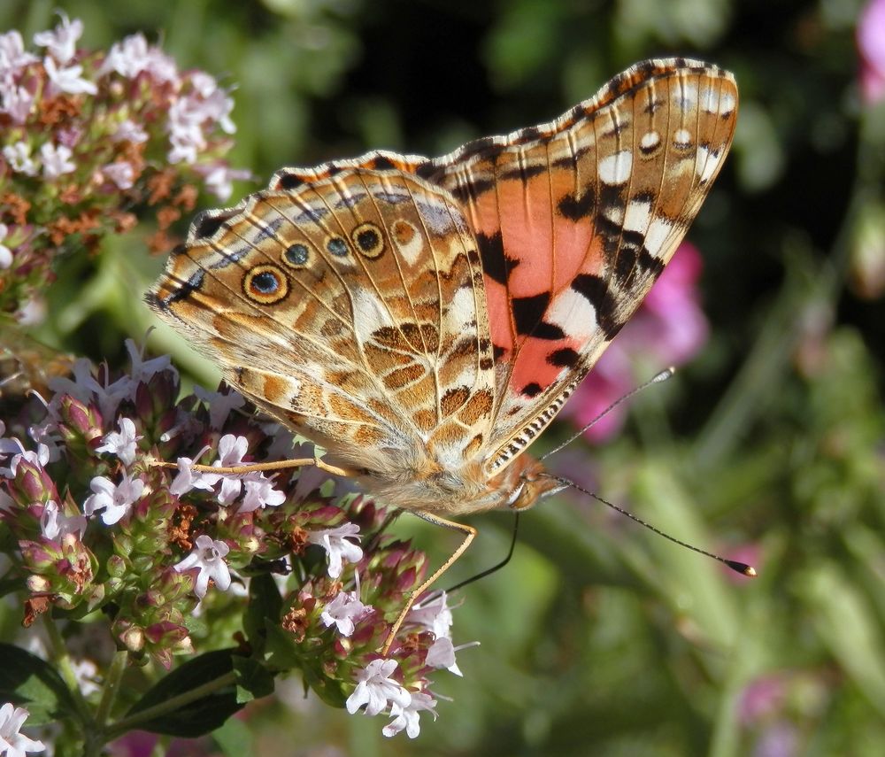 Distelfalter (Vanessa cardui) auf Oregano