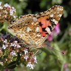 Distelfalter (Vanessa cardui) auf Oregano