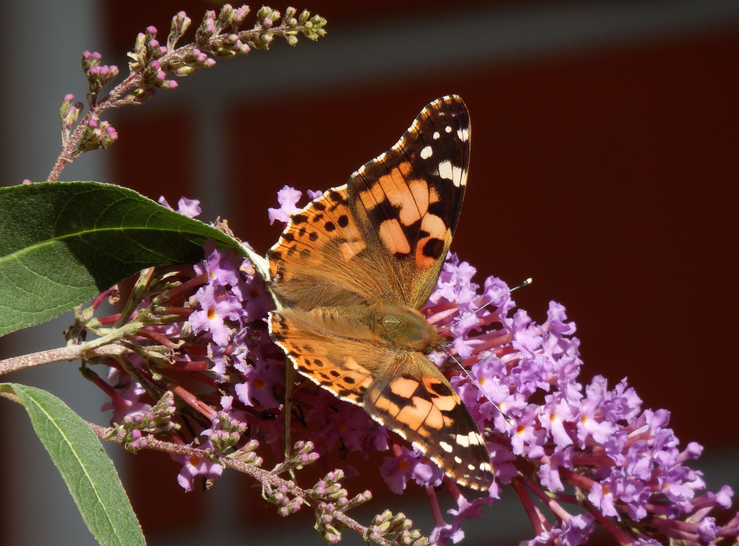 Distelfalter (Vanessa cardui) auf Sommerflieder im heimischen Garten