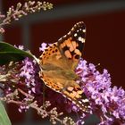 Distelfalter (Vanessa cardui) auf Sommerflieder im heimischen Garten