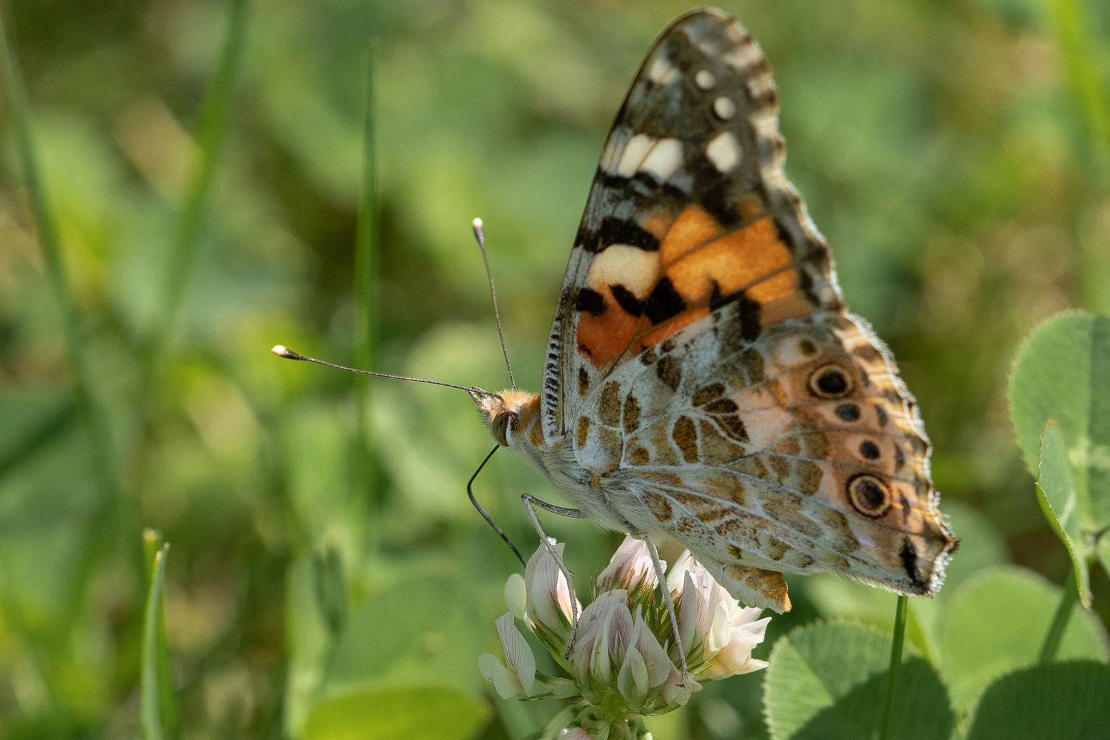 Distelfalter (Vanessa cardui) auf Weißklee