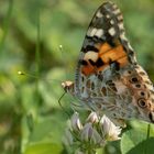 Distelfalter (Vanessa cardui) auf Weißklee