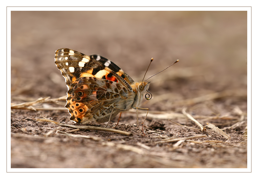 Distelfalter (Vanessa cardui)