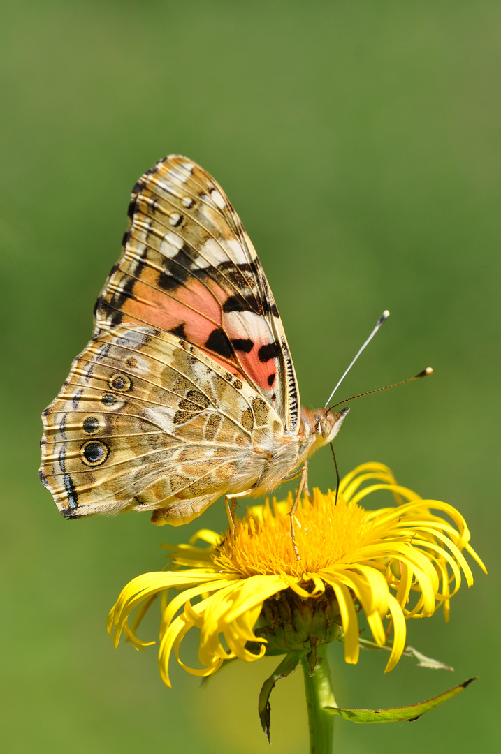 Distelfalter (Vanessa cardui)