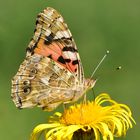 Distelfalter (Vanessa cardui)