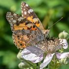 Distelfalter (Vanessa cardui)