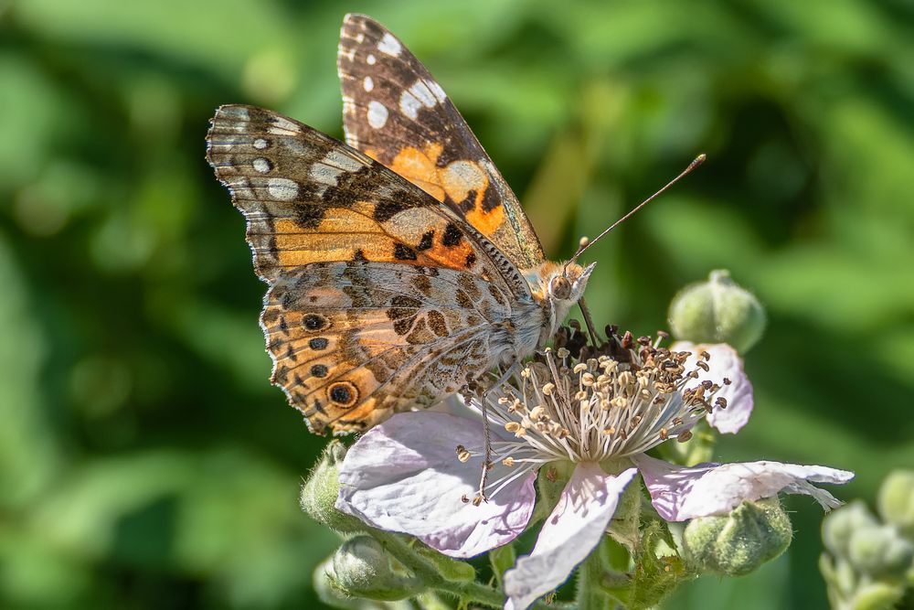 Distelfalter (Vanessa cardui)