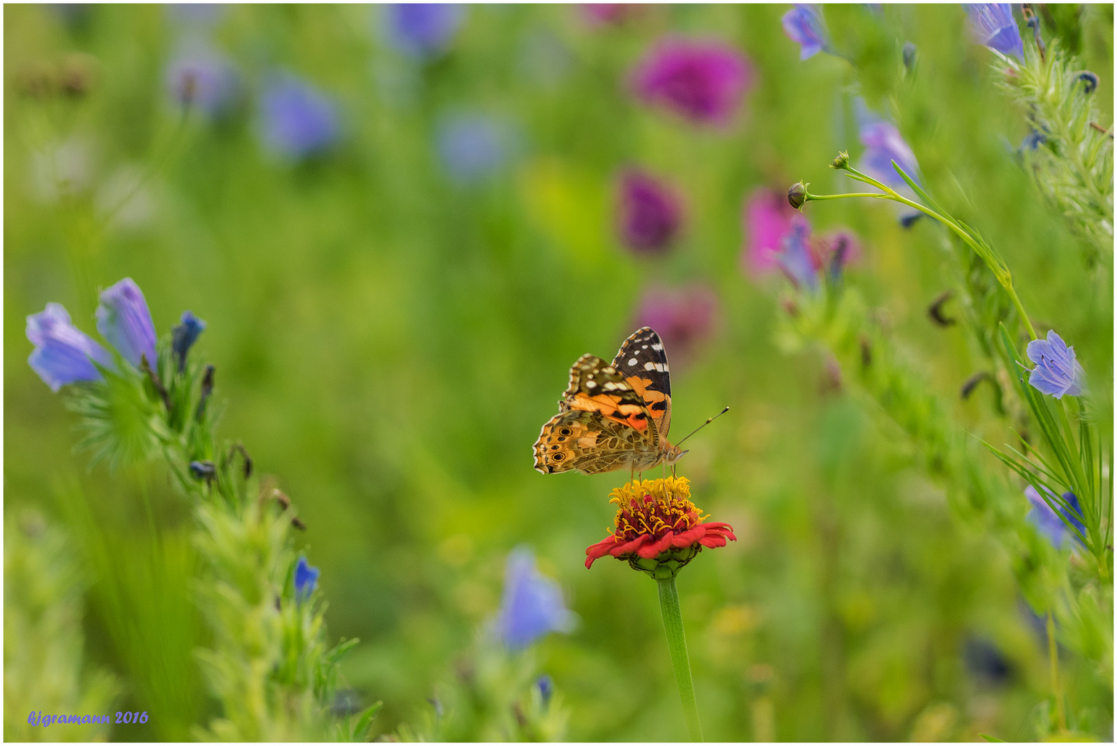 distelfalter (vanessa cardui)......