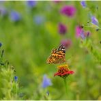 distelfalter (vanessa cardui)......