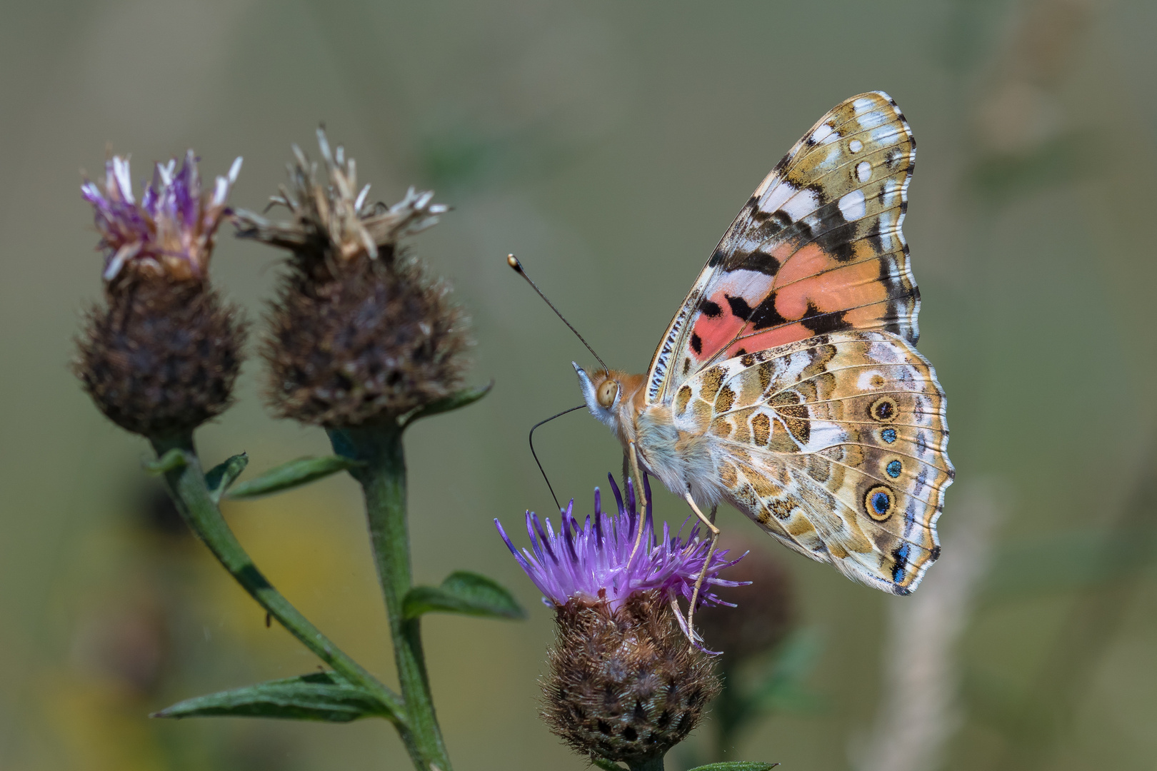 Distelfalter (Vanessa cardui)