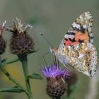 Distelfalter (Vanessa cardui)