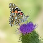 Distelfalter (Vanessa cardui)