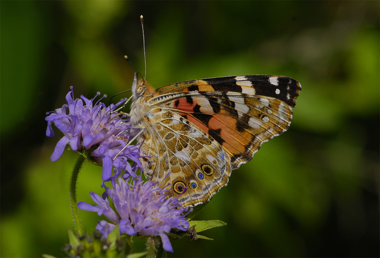 Distelfalter (Vanessa cardui