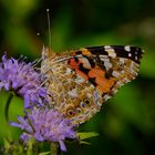 Distelfalter (Vanessa cardui