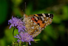 Distelfalter (Vanessa cardui