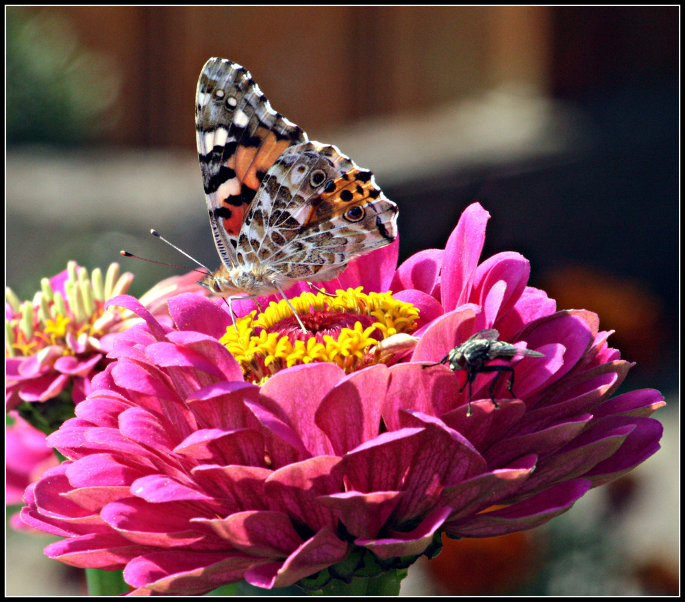 Distelfalter (Vanessa cardui)