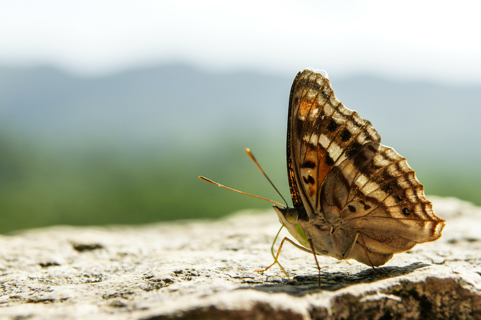 Distelfalter (Vanessa cardui)