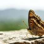 Distelfalter (Vanessa cardui)