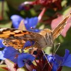 Distelfalter (Vanessa cardui) beim Nektarschlürfen - Von Angesicht zu Angesicht