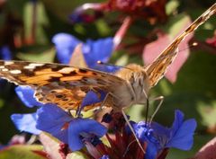 Distelfalter (Vanessa cardui) beim Nektarschlürfen - Von Angesicht zu Angesicht