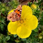 Distelfalter ( Vanessa cardui ) besucht Potentillablüte (Potentilla fruticosa )