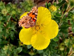 Distelfalter ( Vanessa cardui ) besucht Potentillablüte (Potentilla fruticosa )