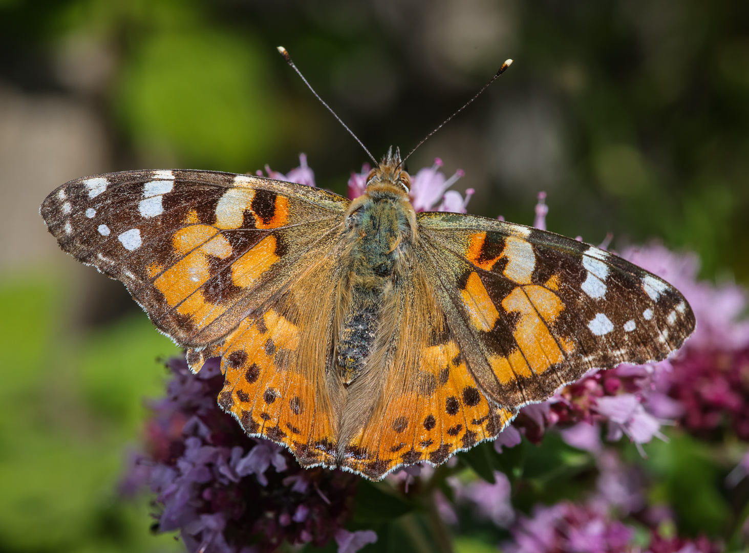 Distelfalter (Vanessa cardui)