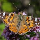 Distelfalter (Vanessa cardui)