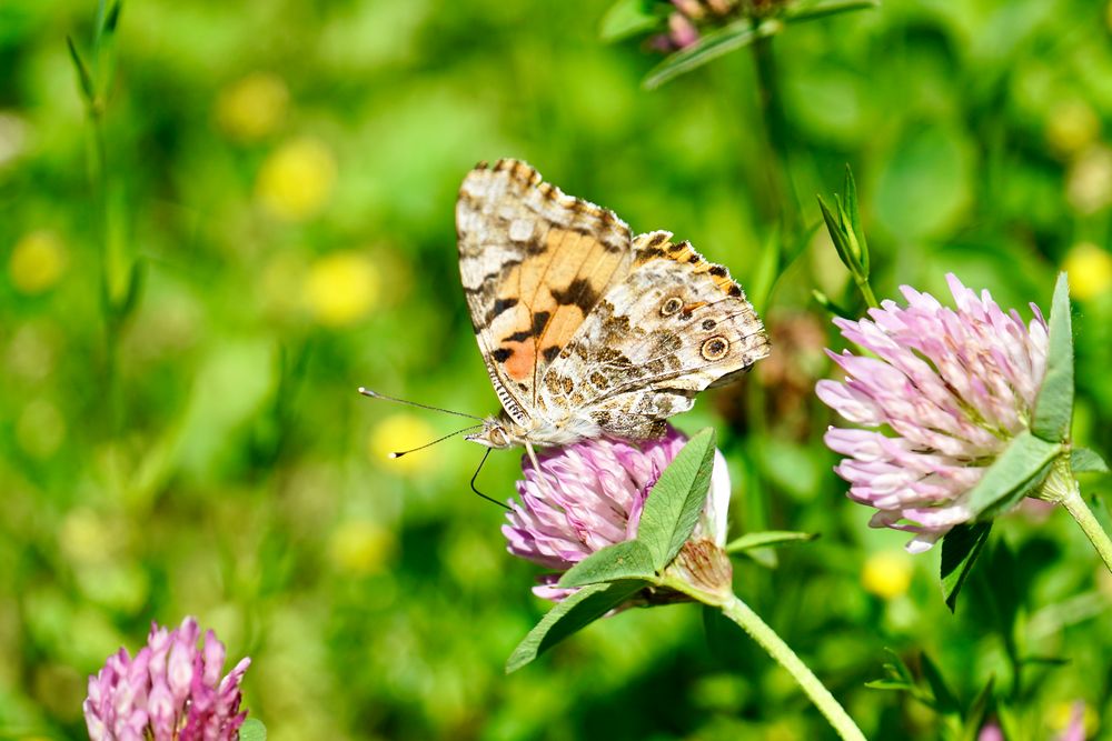 Distelfalter (Vanessa cardui)