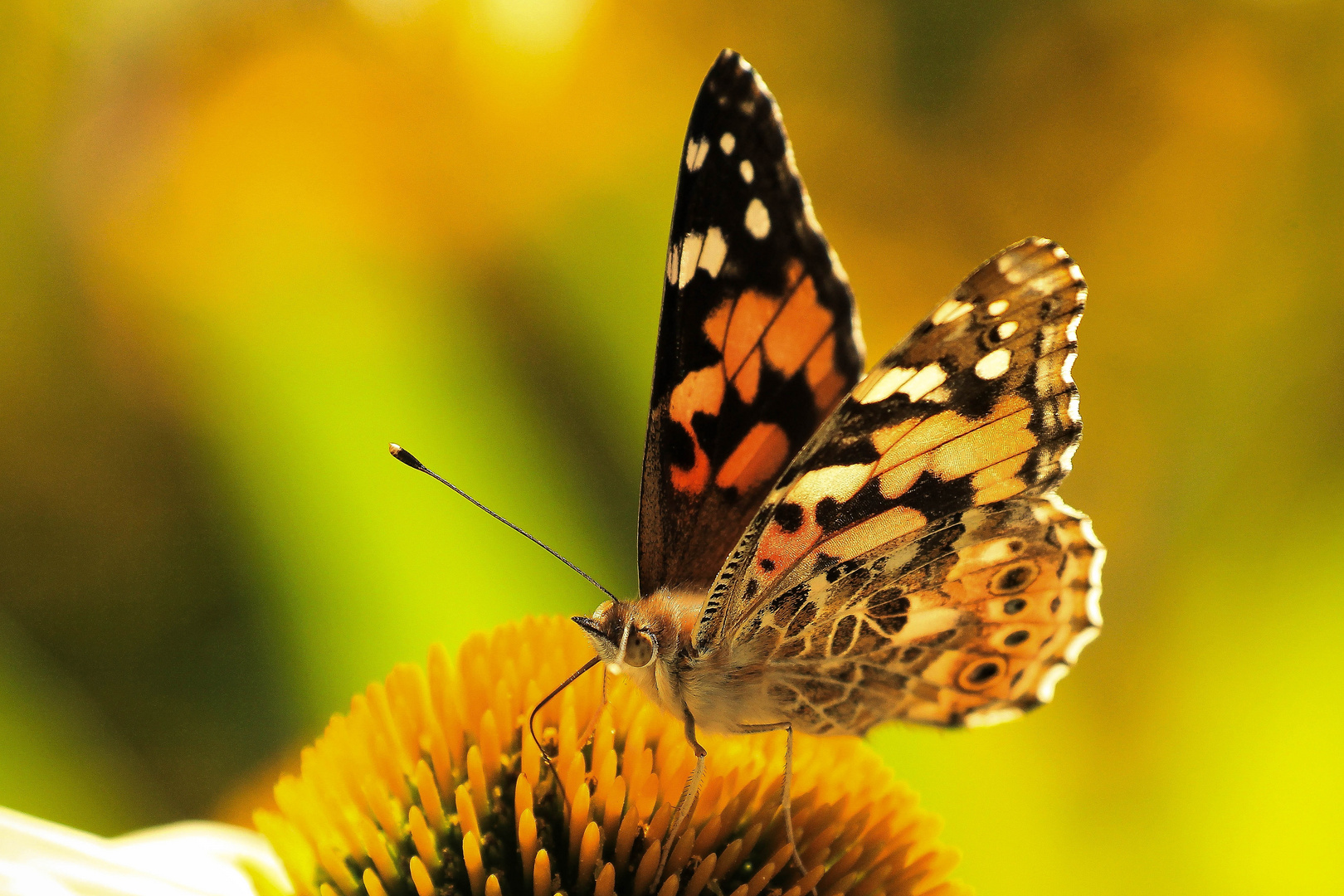 Distelfalter (Vanessa cardui)