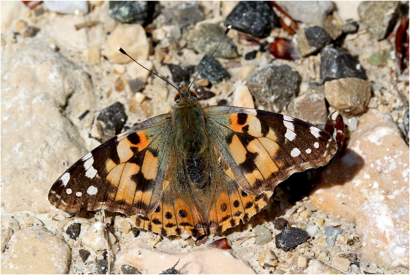 Distelfalter (Vanessa cardui)...