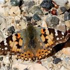 Distelfalter (Vanessa cardui)...