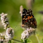 Distelfalter (Vanessa cardui)